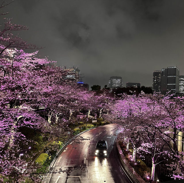 🌸 東京ミッドタウン - 六本木の洗練された都市空間と檜町公園の桜