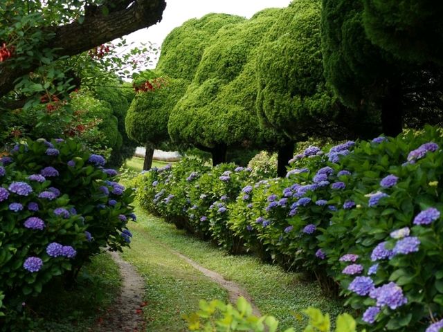 福岡 - 能古島賞萬壽菊及其他花