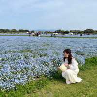 福岡｜ 💙絕美浪漫藍色花海@海之中道海濱公園