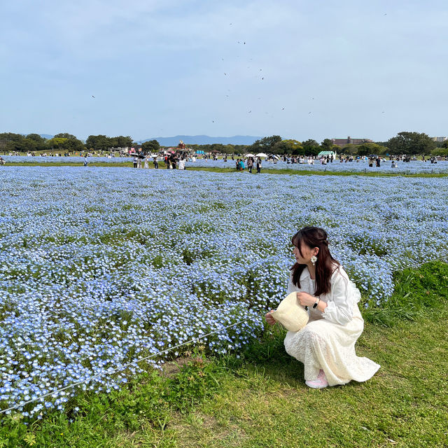 福岡｜ 💙絕美浪漫藍色花海@海之中道海濱公園