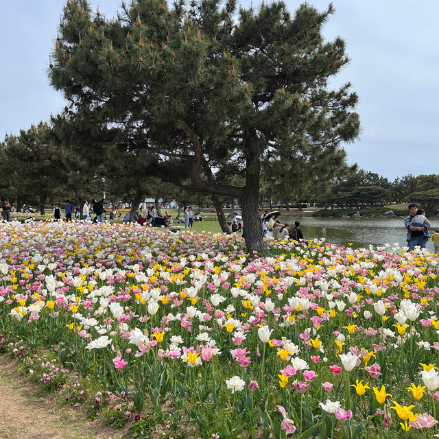 福岡｜ 💙絕美浪漫藍色花海@海之中道海濱公園