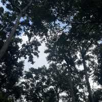 • ถนนต้นยาง • ประตูสู่เชียงดาว 🌳🍃