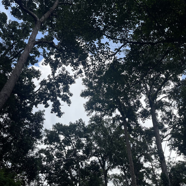 • ถนนต้นยาง • ประตูสู่เชียงดาว 🌳🍃