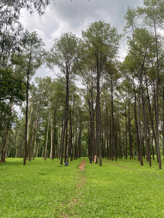 สวนสนแม่แตง | จ.เชียงใหม่ 🌲🪵🍃🌦️