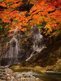 【青森】「ここはすべてが魅力的である。」と海外の文献に残る紅葉スポット🍁観光攻略付き✨