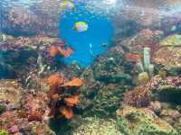 อควาเรียมบางแสน: อควาเรียมที่ไม่ควรพลาด 🐠