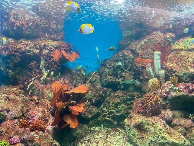 อควาเรียมบางแสน: อควาเรียมที่ไม่ควรพลาด 🐠