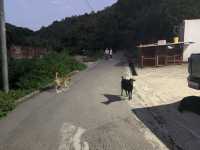 新界西郊遊路線—千島湖