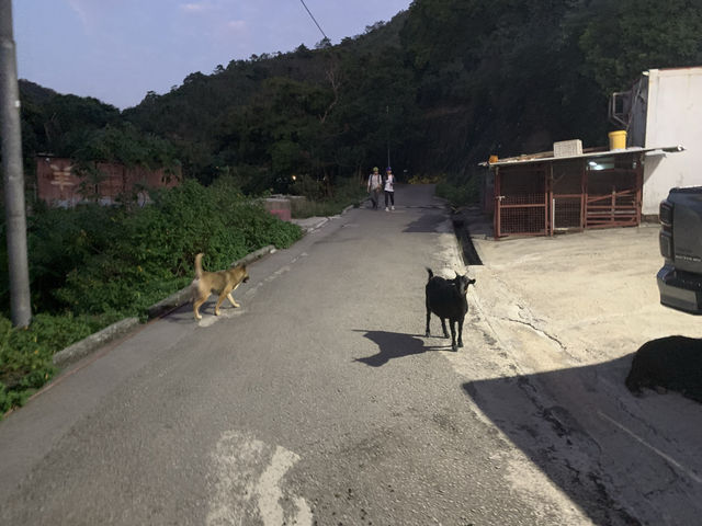 新界西郊遊路線—千島湖