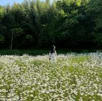 동화같은 돌담이 있는 데이지 꽃밭에서 데이트 🌼