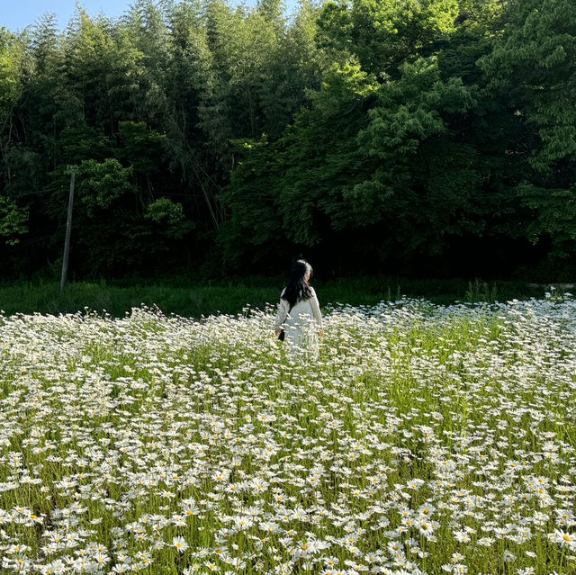 동화같은 돌담이 있는 데이지 꽃밭에서 데이트 🌼