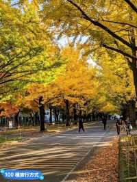 賞銀杏最佳景點：北海道大學銀杏併木大道