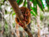 Bohol Tarsier Conservation Area