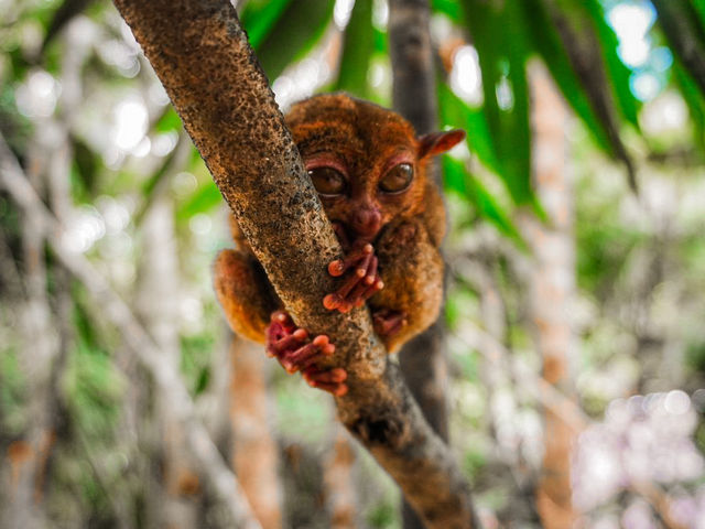 Bohol Tarsier Conservation Area