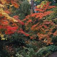 ～都市綠化植物園～秋天畫卷～
