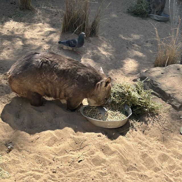 雪梨野生動物園0距離接觸