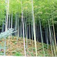 เสน่ห์เมืองเกียวโต ป่าไผ่ Arashiyama