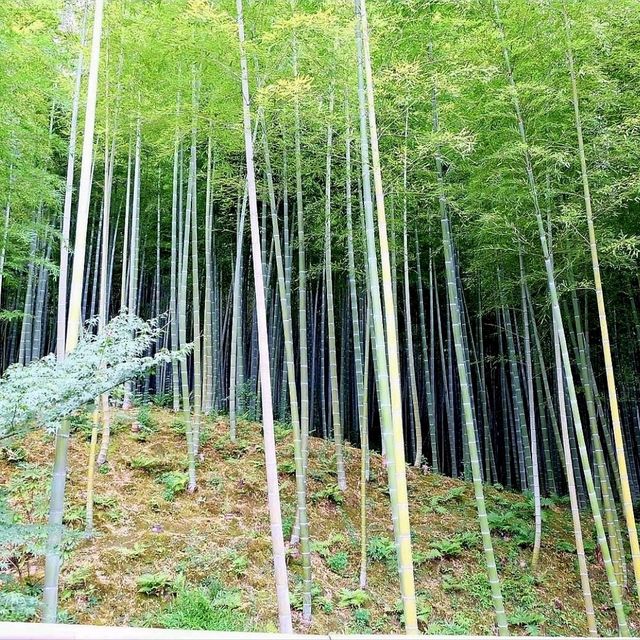 เสน่ห์เมืองเกียวโต ป่าไผ่ Arashiyama