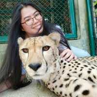 Tiger kingdom กับเหล่าแมวหางใหญ่ 🐯