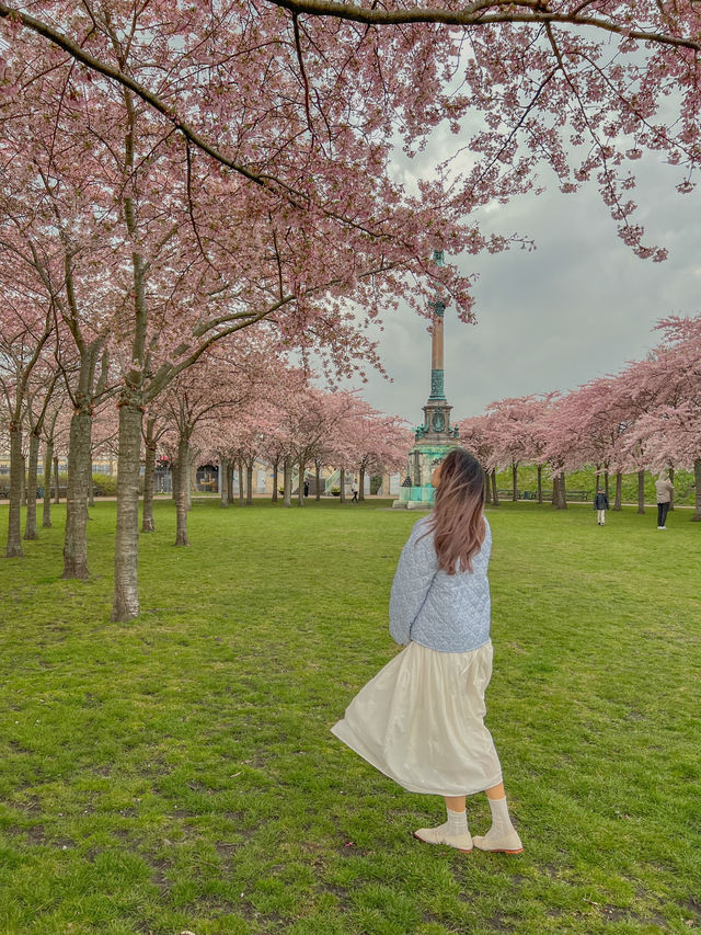 덴마크 코펜하겐🇩🇰 벚꽃 맛집 Langelinie Park🌸