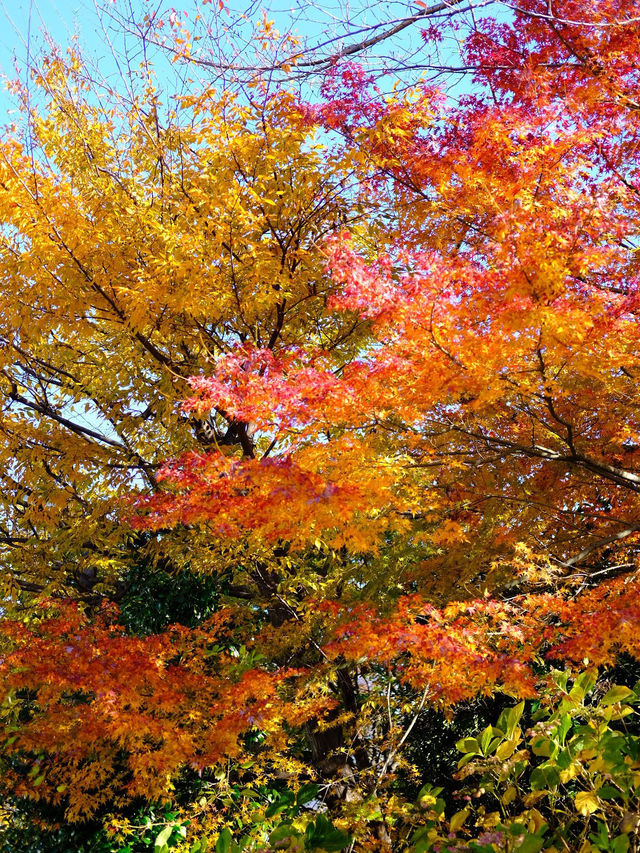 東京賞楓秘境🍁：芝公園！遠眺東京鐵塔🗼最佳位置！ 