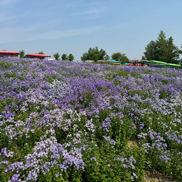 北海道旅行-夏天才能看到的七彩花田