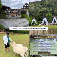  ไร่ปางแกะเมอร์ริโน่ เชียงใหม่ 🐑