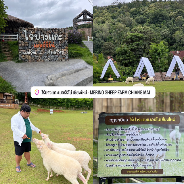  ไร่ปางแกะเมอร์ริโน่ เชียงใหม่ 🐑
