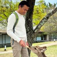 Deer Encounters and Temple Wonders: My Nara Park Adventure!