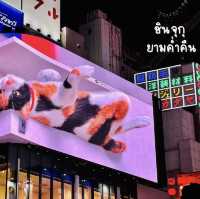 เดินเที่ยวชินจูกุ ดูไฟและแสงสีในยามค่ำคืน 
