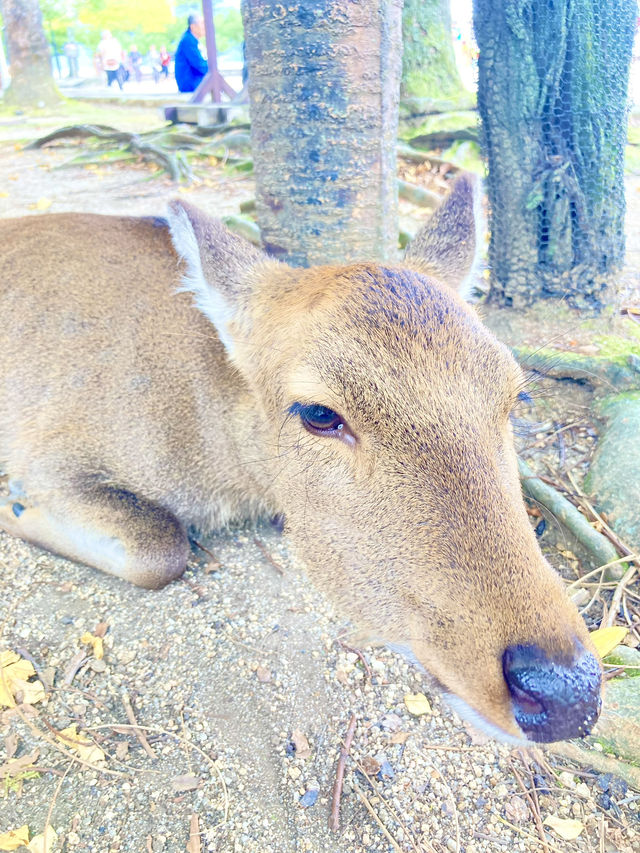 【広島観光】安芸の宮島のベストシーズンすぐそこ❣️