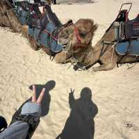 Port Stephen騎駱駝🐫 +滑沙 🏜️一日遊！
