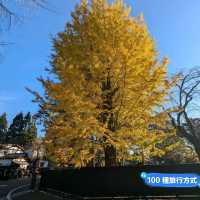 金黃漫紅，日本東北賞銀杏景點分享