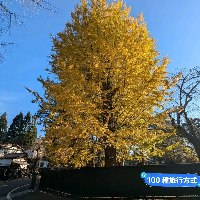 金黃漫紅，日本東北賞銀杏景點分享
