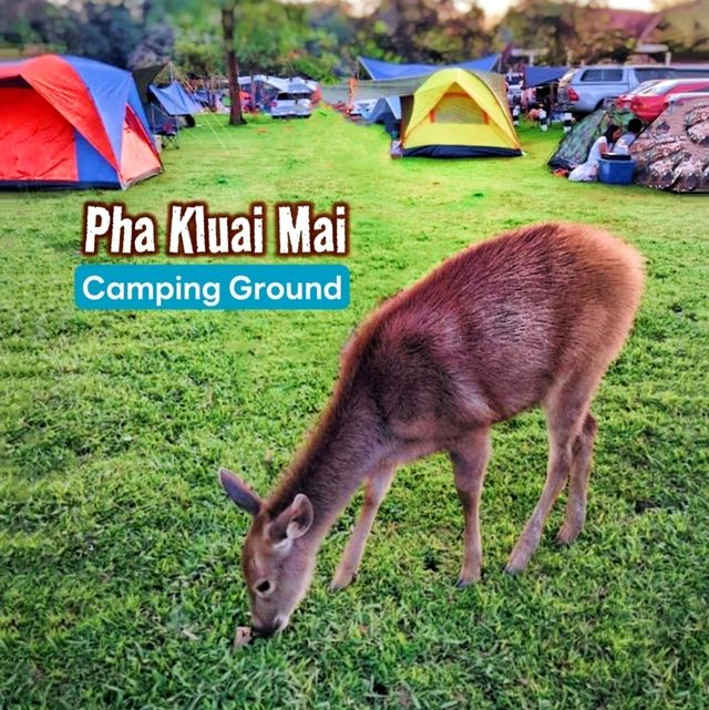 An awesome campsite with beautiful wildlife and landscape 🌿🦌🍃🦋🌳🐒