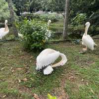 🐘🦍令人難忘的深圳野生動物園🦁