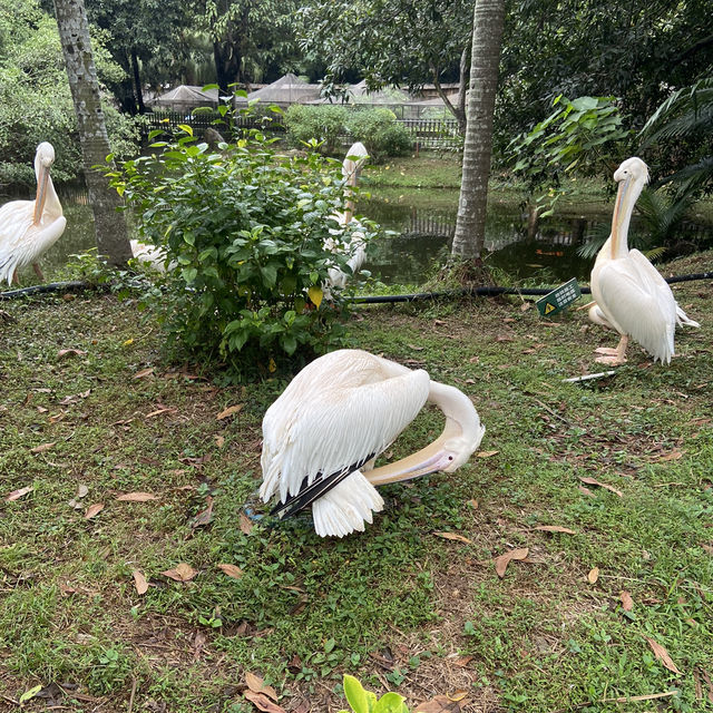 🐘🦍令人難忘的深圳野生動物園🦁