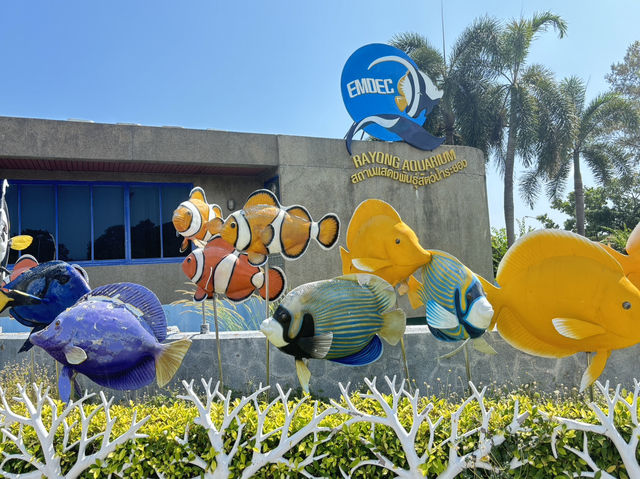 Rayong Aquarium 🐡🐠🪼