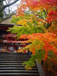 【ここ行って】飛鳥時代からの歴史が残る文化と紅葉の融合✨ここでしかできない体験情報付💡 