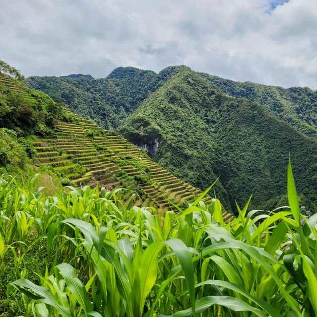 A Journey Through Time: Exploring Batad Rice Terraces