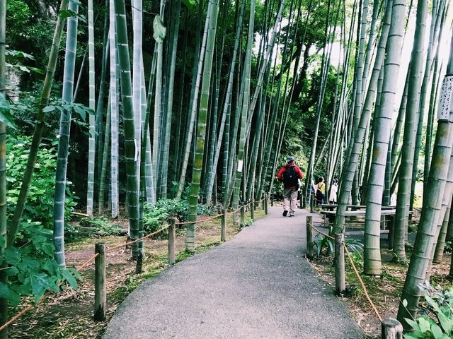 【鎌倉×明月院】あじさいシーズンの絶景スポット