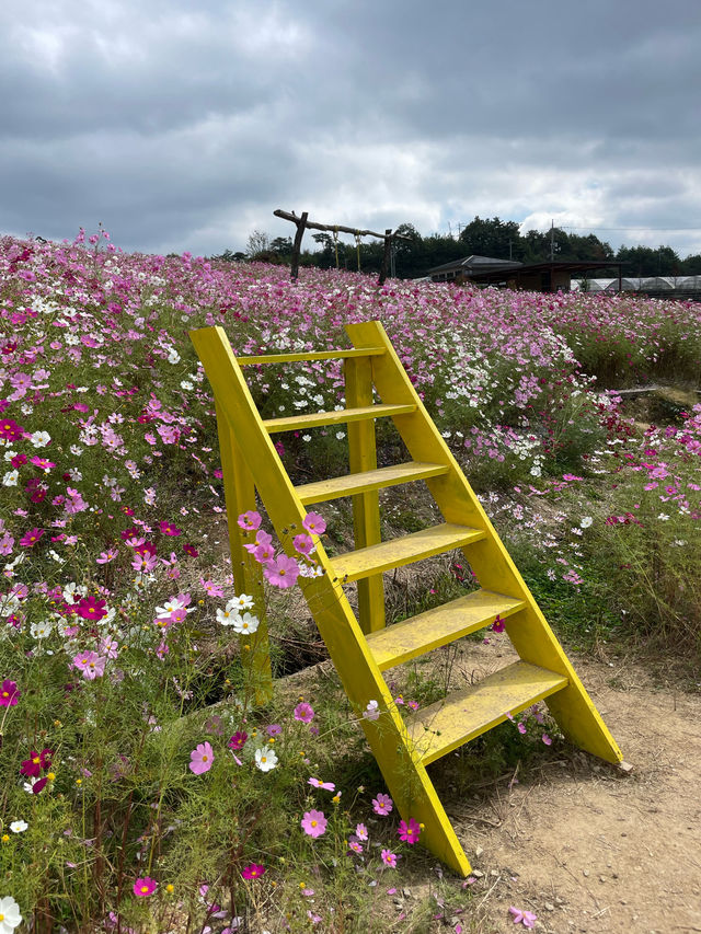広島観光におすすめ☺️💐🌸百花繚乱🌼💐花の駅せら