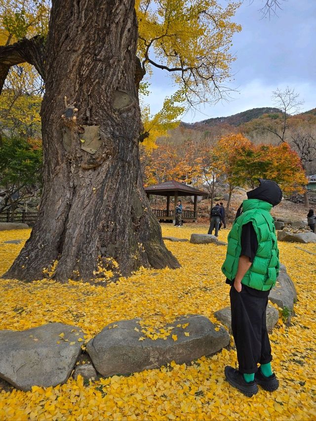 은행잎을 잡으면 소원이 이뤄지는곳💛