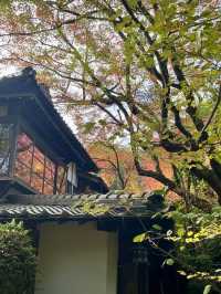 【朝倉カフェ】紅葉を楽しめる隠れ家のようなカフェ