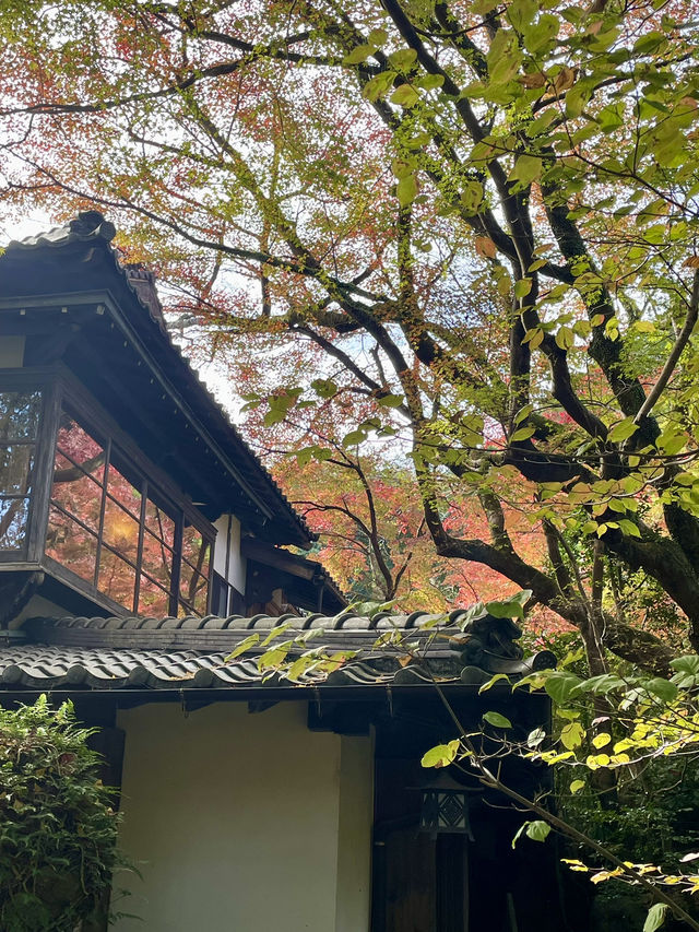 【朝倉カフェ】紅葉を楽しめる隠れ家のようなカフェ