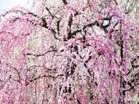 【三重県】春はあけぼの、平安絵巻のような美しさ「いなべ市梅林公園」