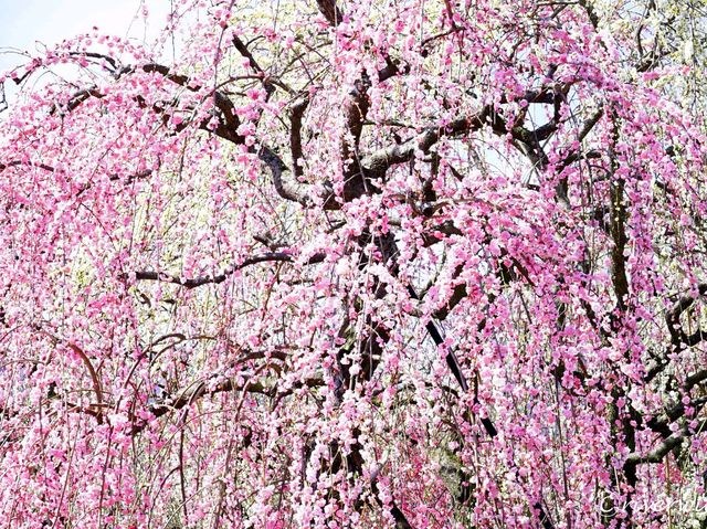 【三重県】春はあけぼの、平安絵巻のような美しさ「いなべ市梅林公園」