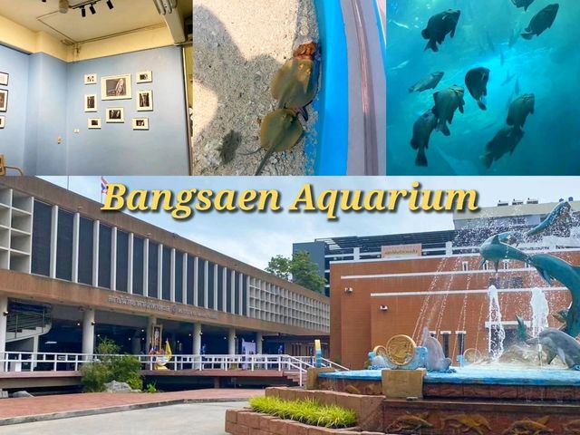 Bangsaen Aquarium: ดินแดนใต้ท้องทะเล 🐠