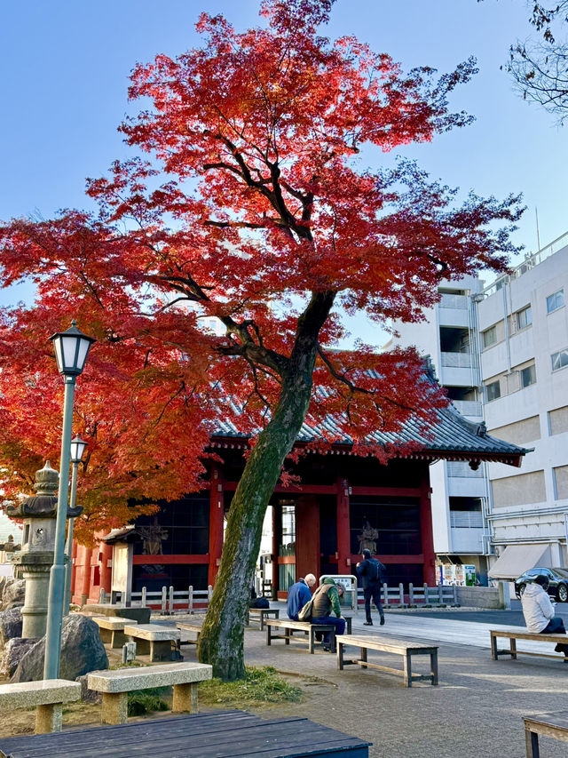 Splendid autumn leaves🍁