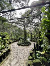 沙巴 | 隱藏在神山附近kinabalu park的秘密花園🌸